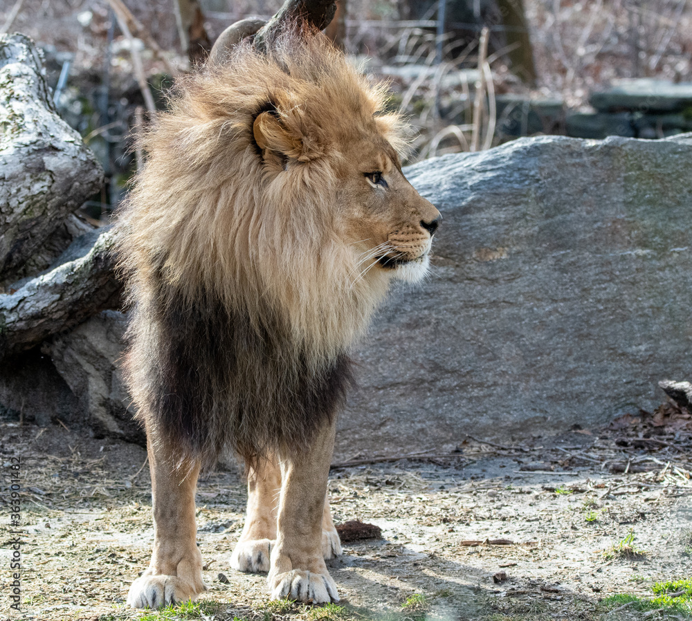 Naklejka premium Male Lion