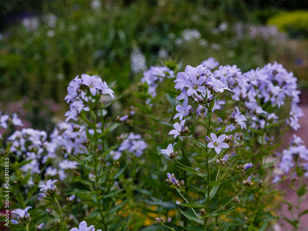 Gadellia (Campanula) lactiflora flowers in garden