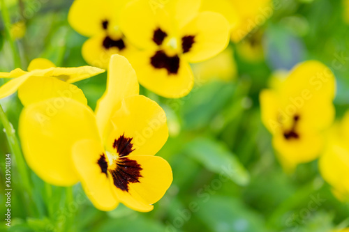 Fototapeta Naklejka Na Ścianę i Meble -  yellow flowers