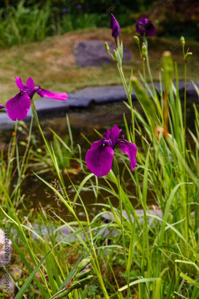 A beautiful purple iris spuria in a spring garden