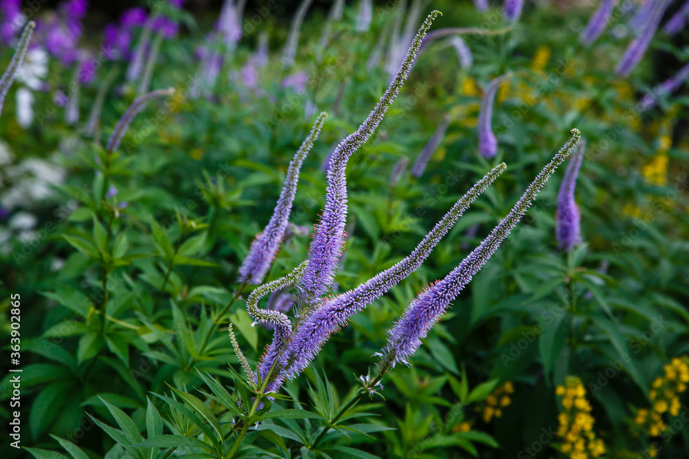Flowering Veronica longifolia or longleaf speedwell in the garden. Blue