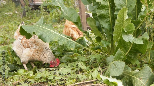 Wallpaper Mural Hens digging in the ground the rural garden Torontodigital.ca