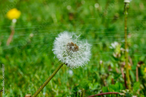 Beautiful fluffy dandelion with seeds under the rain against the green grass