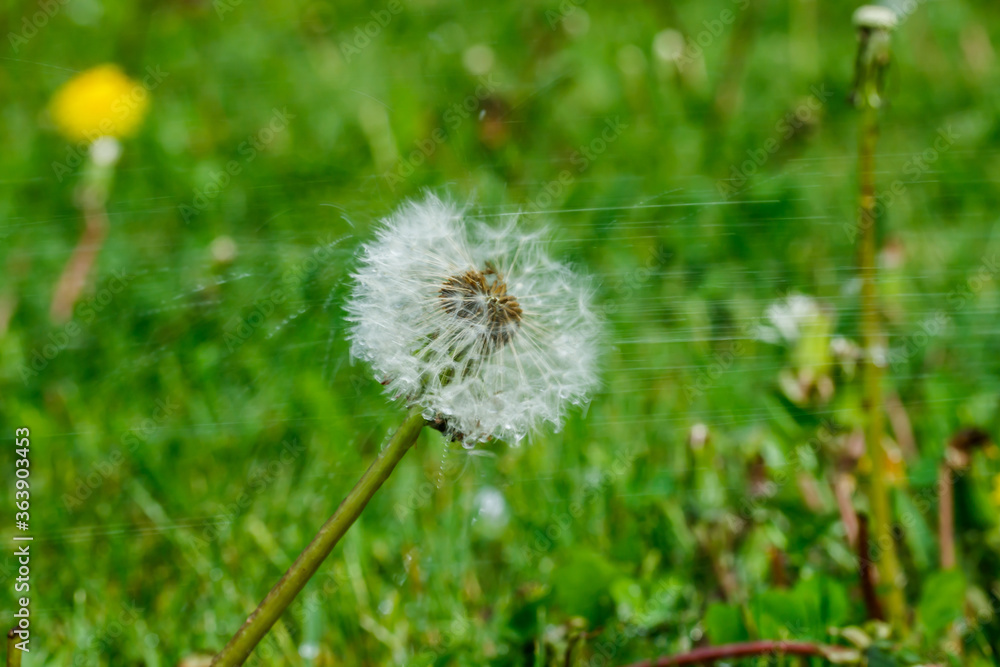 Fototapeta premium Beautiful fluffy dandelion with seeds under the rain against the green grass
