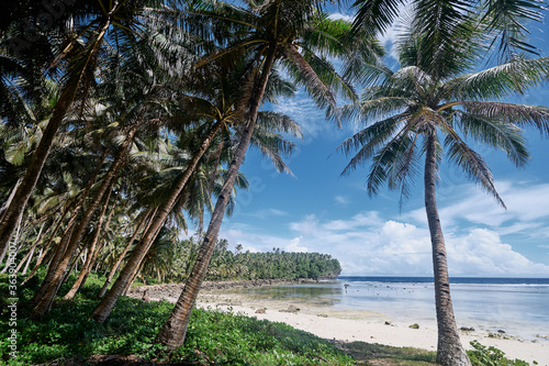 Tropical beach with coconut palm trees.