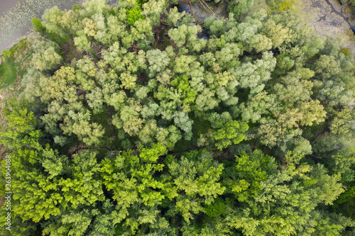 Drone capture of vigorous lakeside vegetation and greenery. Aerial top view of a grove at the edge of a lake. Floodplain forest in summer.