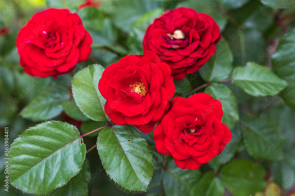 Red rose flower blooming in roses garden on background red roses flowers. Red rose flower blooming in roses garden on background red roses flowers.