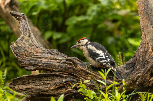 Male great spotted woodpecker on a three in a forest.