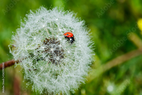 Beautiful fluffy dandelion with rain drops and ladybug against the green grass