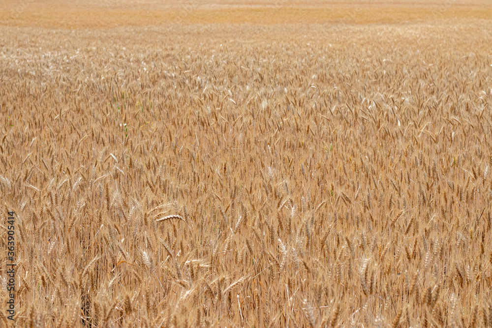 Fields of wheat at the end of summer fully ripe Fields of wheat at the end of summer fully ripe