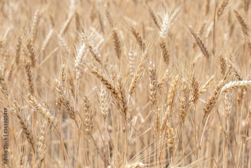 Mature golden wheat in the wheat field Mature golden wheat in the wheat field