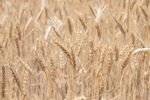 Mature golden wheat in the wheat field © eliosdnepr