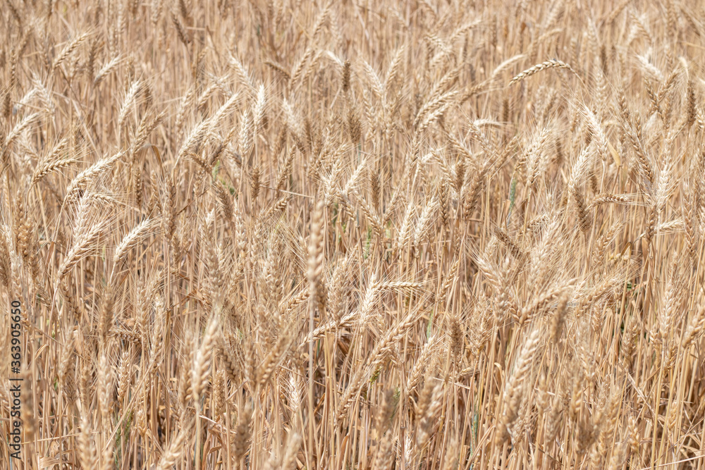 Fields of wheat at the end of summer fully ripe Fields of wheat at the end of summer fully ripe