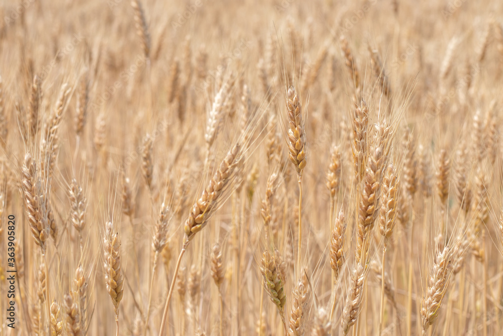 Gold Wheat Field. Beautiful Nature Sunset Landscape. Background of ripening ears of meadow wheat field. Gold Wheat Field. Beautiful Nature Sunset Landscape. Background of ripening ears of meadow wheat field.