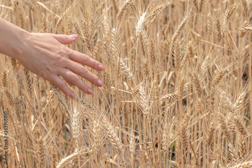 Hand touching a golden wheat ear in the wheat field
