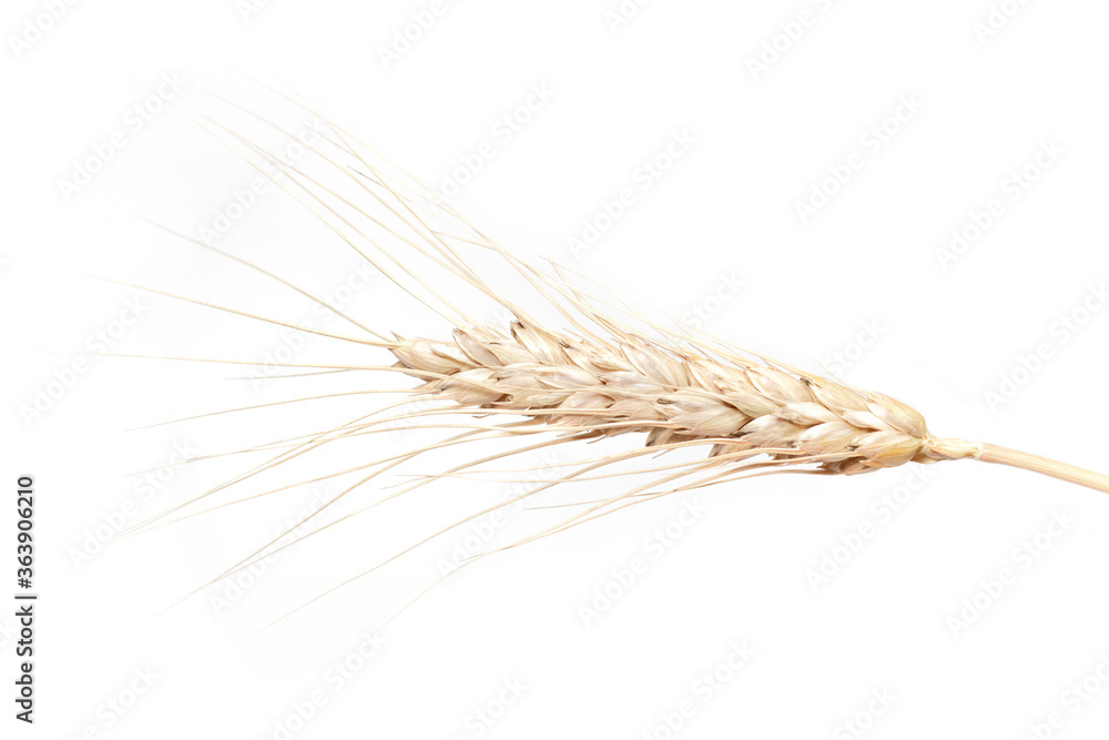 Spikelets of wheat. isolated on white background Spikelets of wheat. isolated on white background