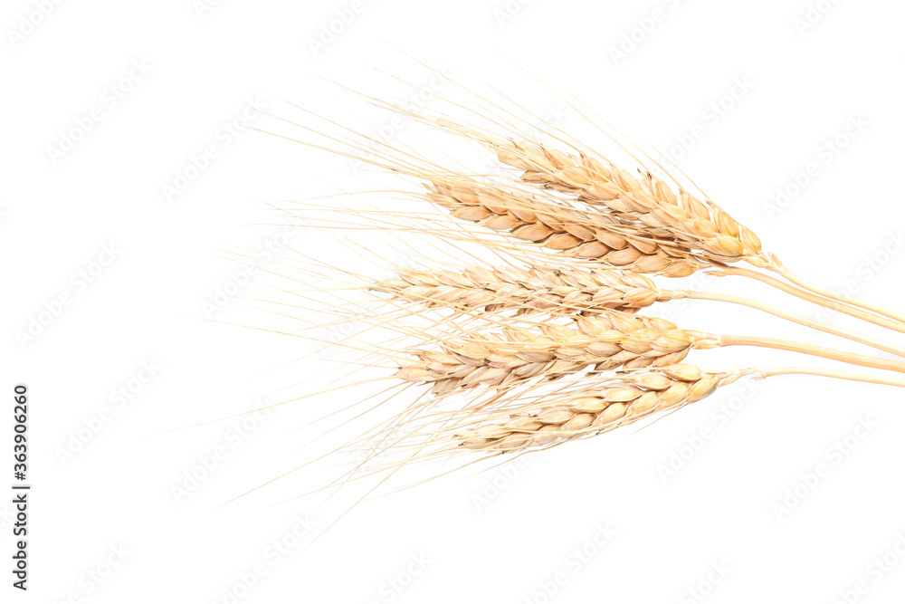 Spikelets of wheat. isolated on white background Spikelets of wheat. isolated on white background