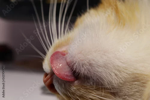 Fototapeta na wymiar close up of a cat  with tongue