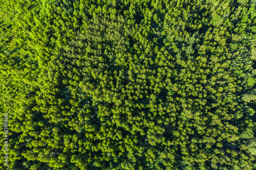 Aerial top view of summer green trees in forest.