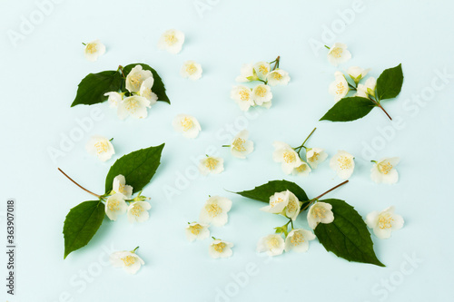 Blooming Jasmine flowers isolated on blue background, close up