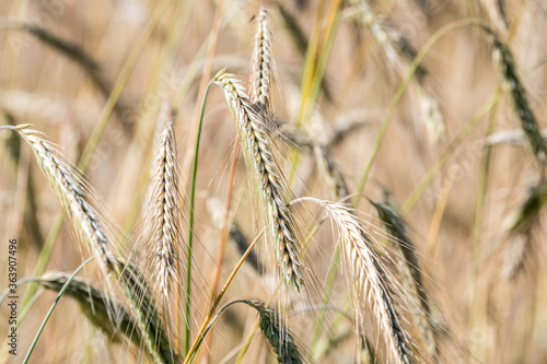 Reifer Roggen im Getreidefeld in Großaufnahme