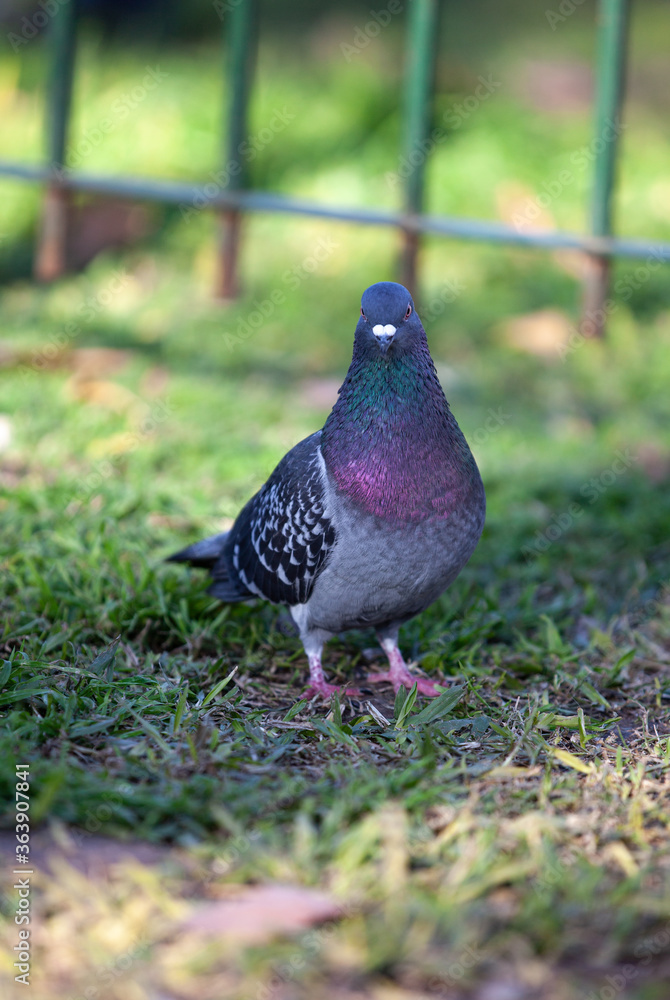 pigeon on the green grass in the park pigeon on the green grass in the park