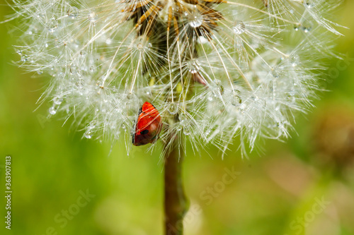 Beautiful fluffy dandelion with rain drops and ladybug against the green grass