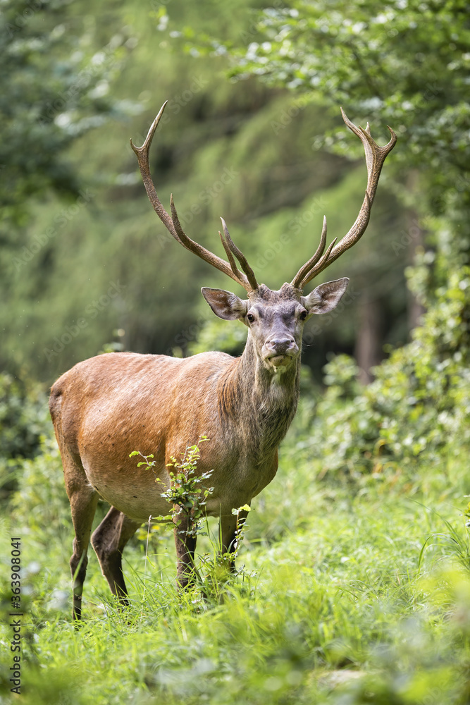 Fototapeta premium Majestic red deer, cervus elaphus, standing in forest in summer nature. Magnificent stag with dominant antlers looking to the camera. Powerful animal watching on woodland.