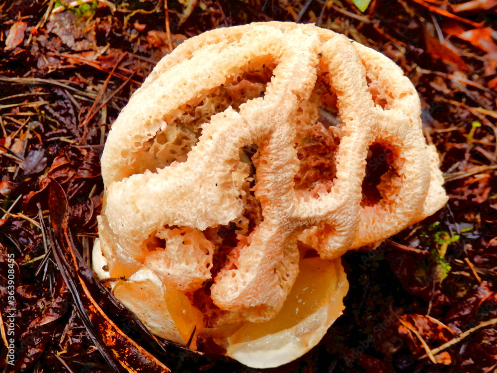 Clathrus ruber, commonly known as the latticed stinkhorn or the basket