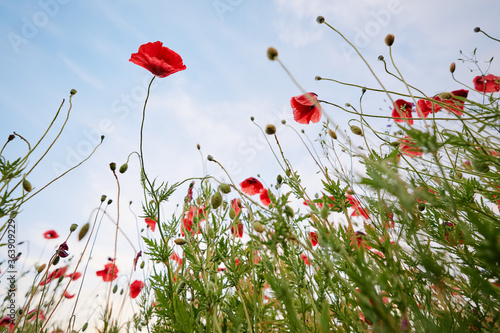 Beautiful summer day. Red poppy field. © luengo_ua