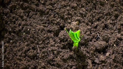 Time lapse footage of a pea seedling growing out of the fertile dark soil into a small plant
