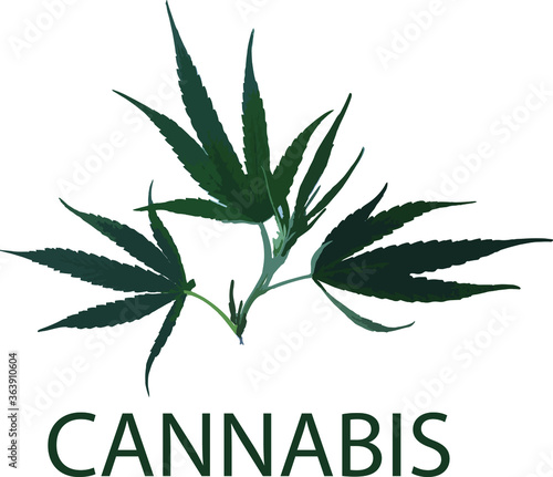 cannabis leaf vector illustration