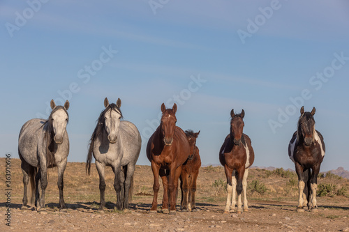 Fototapeta Naklejka Na Ścianę i Meble -  Beautiful Wild Horses in the Utah Desert