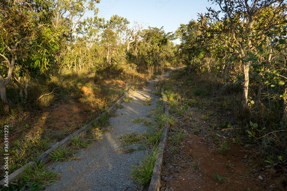 One of many dirt hiking trails that run through Burle Marx Park in Northwest Brasilia, Brazil One of many dirt hiking trails that run through Burle Marx Park in Northwest Brasilia, Brazil