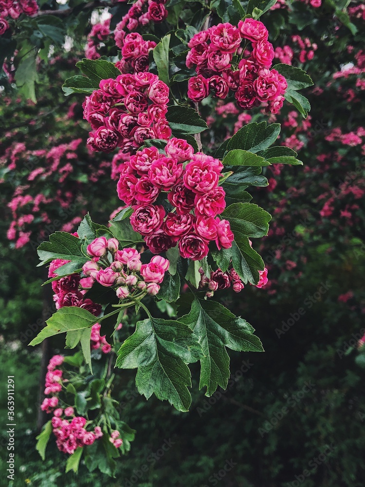 Fototapeta premium flowering hawthorn in the spring in the garden