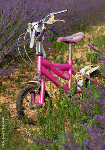 Small pink bicycle in a lavender field.