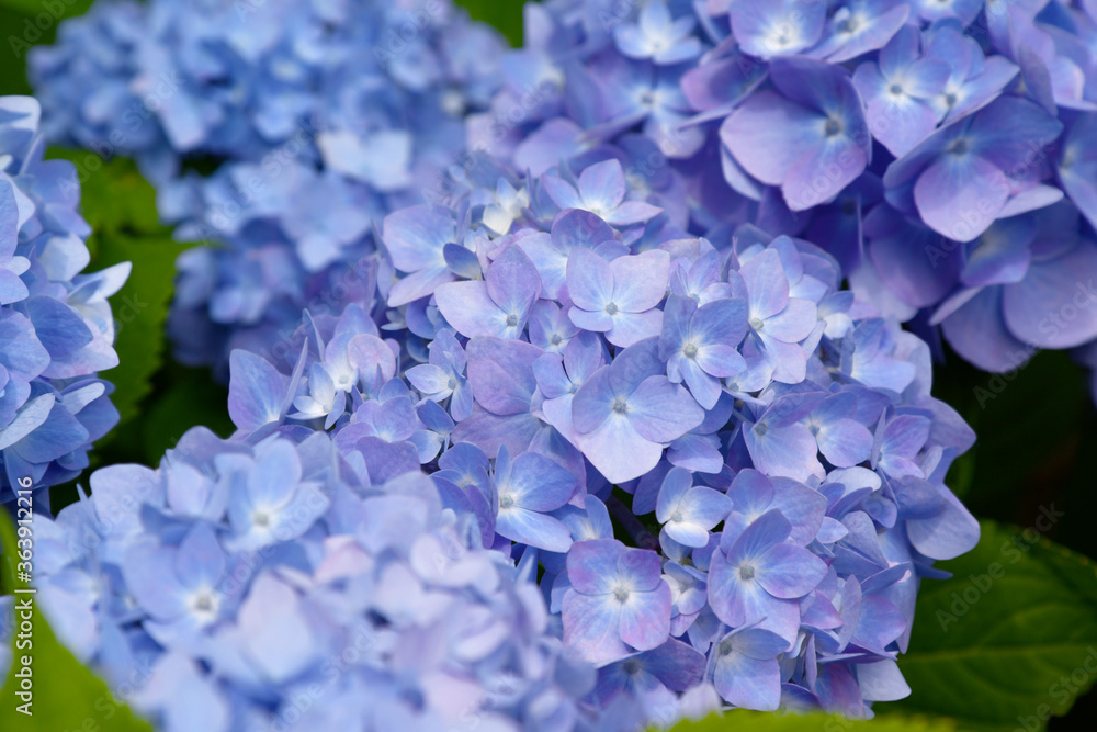 Beautiful blooming blue and purple Hydrangea or Hortensia flowers (Hydrangea macrophylla) under the sunlight on blur background in summer. Nature background. Beautiful blooming blue and purple Hydrangea or Hortensia flowers (Hydrangea macrophylla) under the sunlight on blur background in summer. Nature background.