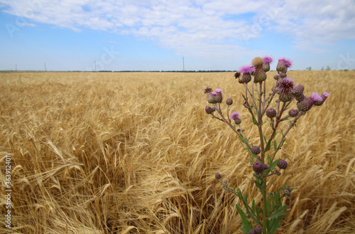 Sow thistle against wheet field. Sonchus arvensis pink flower plant with buds and leaves. Sonchus plant is the form of weed of the agricultural fields. photo