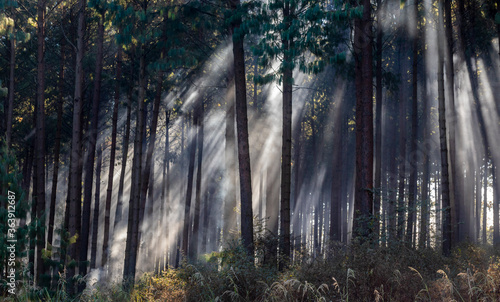 African stock photo of a timber plantation scene with early morning light and mist in Dargle Kwa-Zulu Natal Midlands South africa