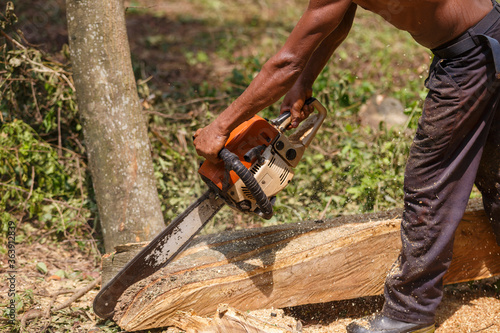 Worker holding saws to work to cut logs.