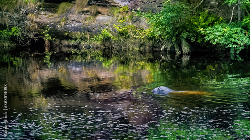 Grey seal bull in the Boat Pool, River Brora, hunting for salmon with reflections in the calm water