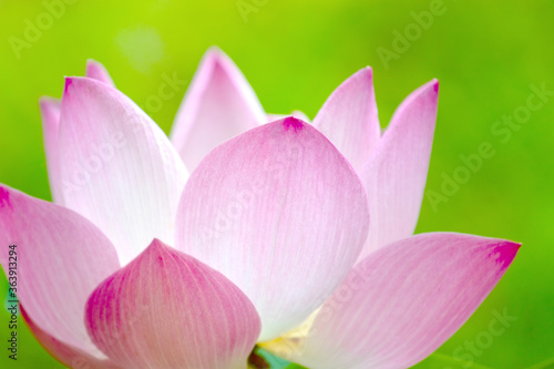 Lotus flower and Lotus flower plants