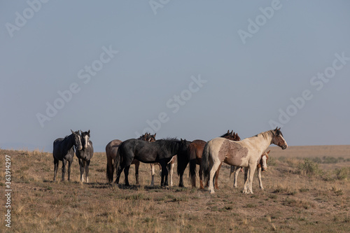 Fototapeta Naklejka Na Ścianę i Meble -  Beautiful Wild Horses in the Utah Desert