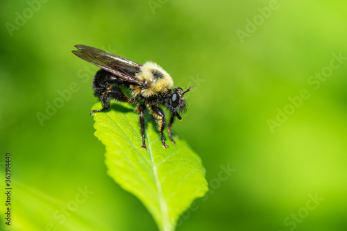 Bee Like Robber Fly on Leaf © Erik