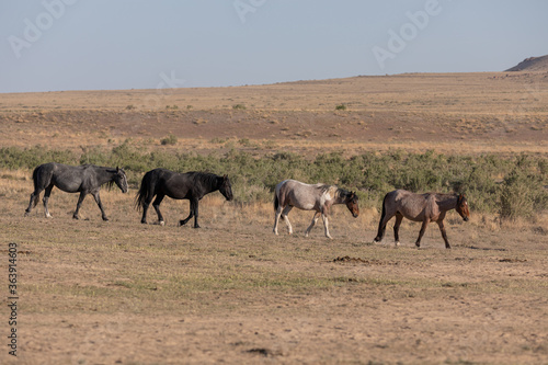 Beautiful Wild Horses in the Utah Desert © natureguy