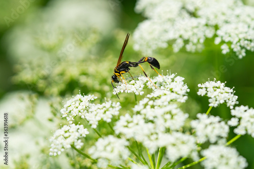 Black and Yellow Mud Dauber Wasp on Ground Elder Flowers