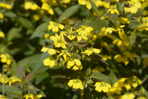 close-up of lysimachia ciliata firecracker in bloom