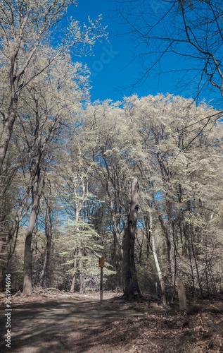 Infrared picture of trees in a Forest
