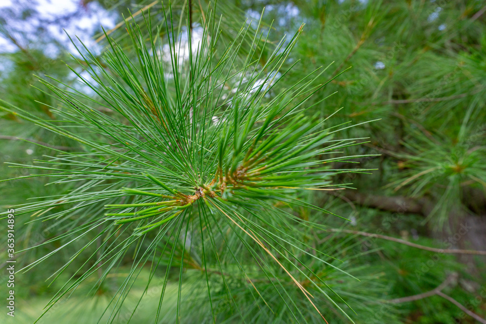 close-up of branches of Pinus parviflora Glauca pine in the woods. Green and silvery pine needles. close-up of branches of Pinus parviflora Glauca pine in the woods. Green and silvery pine needles.