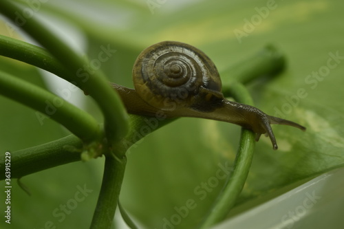 A closeup photograph of a Snail.